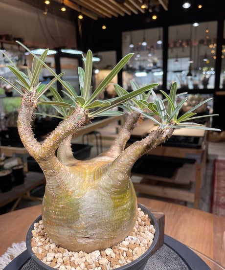 パキポディム グラキリス　Pachypodium gracilius 　発根済　(gk-207)