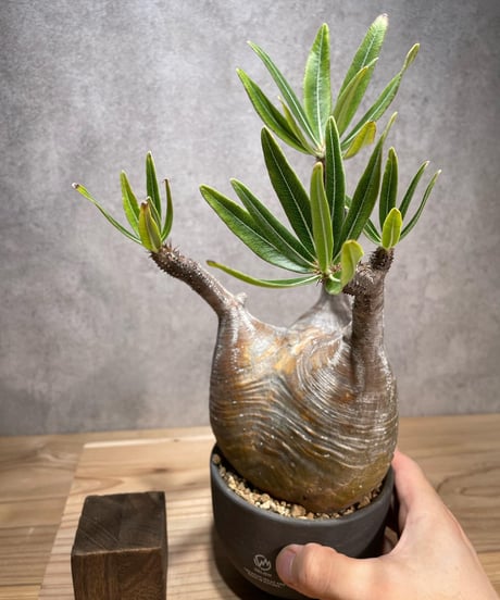 パキポディウム グラキリス　Pachypodium gracilius 　発根済　(商品番号gk-69valiem)  VALIEM 　(VALIEMタグ付き)