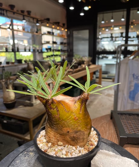 パキポディウム グラキリス　Pachypodium gracilius 　発根済　(gk-510）
