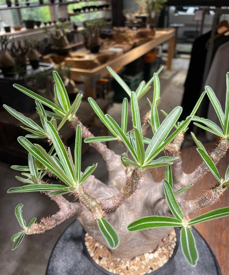 パキポディウム グラキリス　Pachypodium gracilius 　発根済　(gk-532)
