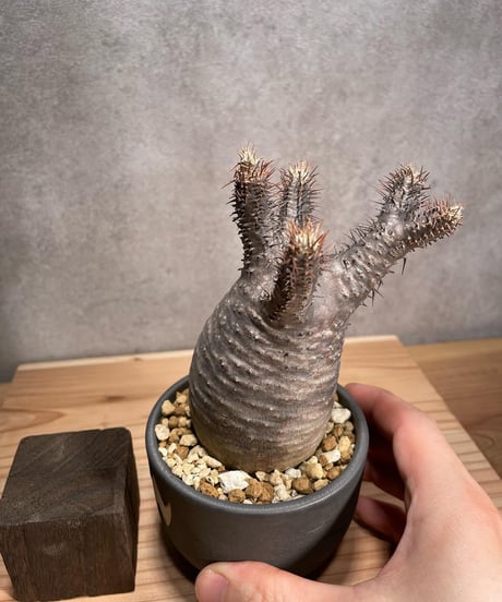 パキポディウム グラキリス　Pachypodium gracilius 　発根済　(商品番号gk-50valiem)  VALIEM 　BOWL　sizeS　(VALIEMタグ付き)