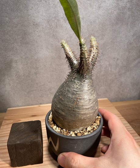 パキポディウム グラキリス　Pachypodium gracilius 　発根済　(商品番号gk-52valiem)  VALIEM 　BOWL　sizeS　(VALIEMタグ付き)