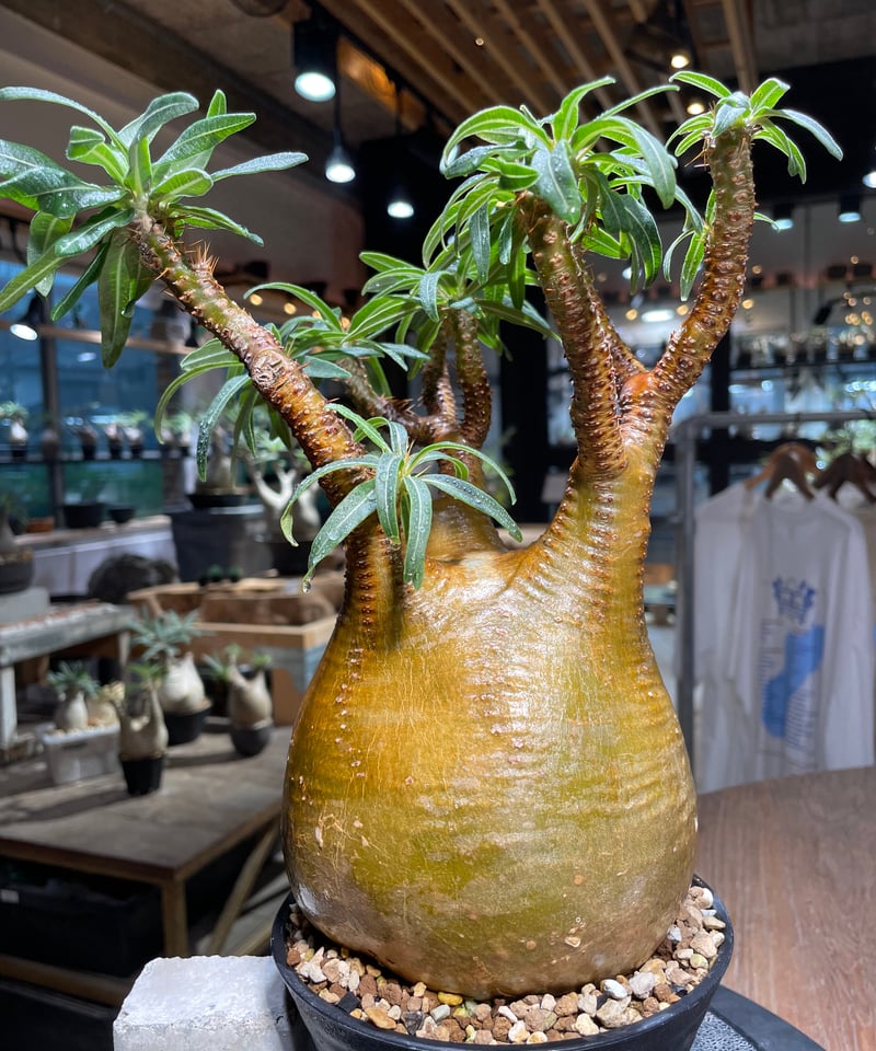 パキポディウム グラキリス Pachypodium gracilius 発根済 (gk-51
