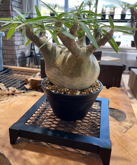 DAIZA  植物台座【LIM IRON CRAFT】RISE-CAUDEX別注 W200