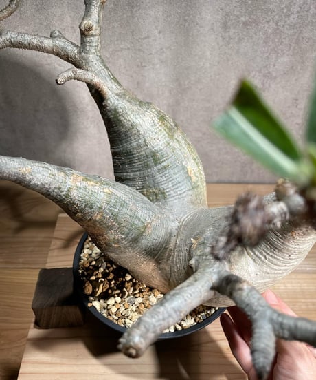 パキポディウム グラキリス　Pachypodium gracilius 　発根済　(商品番号gk-94)