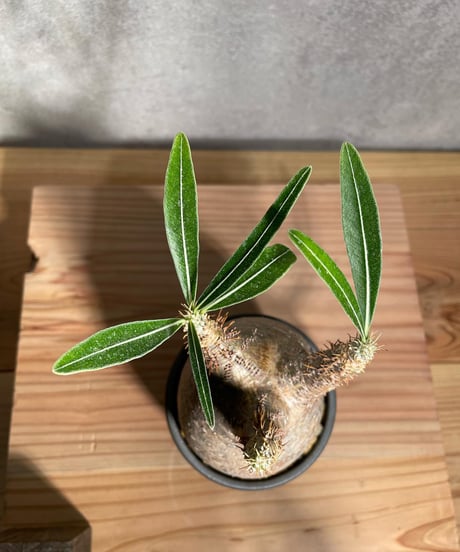 パキポディウム グラキリス　Pachypodium gracilius 　発根済　(商品番号gk-26valiem)  VALIEM 　BOWL　sizeS　(VALIEM巾着、タグ付き)