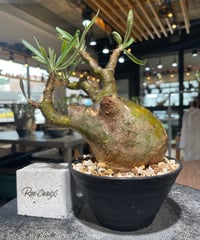 パキポディウム グラキリス　Pachypodium gracilius 　発根済　(gk-558)