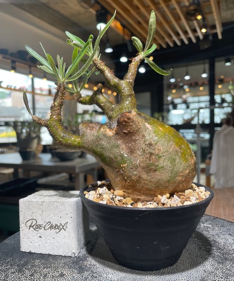 CATEGORY Pachypodium gracilius(パキポディウム グラキリス) |