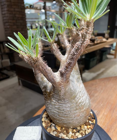 パキポディウム グラキリス　Pachypodium gracilius 　発根済　(gk-452）