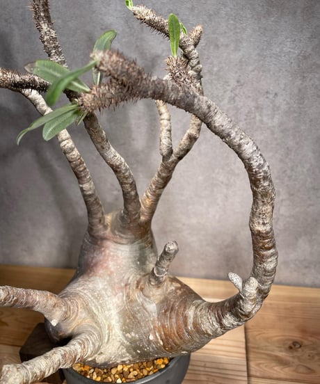 パキポディウム グラキリス　Pachypodium gracilius 　発根済　(商品番号gk-56valiem)  VALIEM 　BOWL　sizeL　(VALIEMタグ付き)
