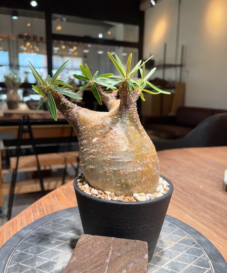 パキポディウム グラキリス　Pachypodium gracilius 　発根済　(gk-402)
