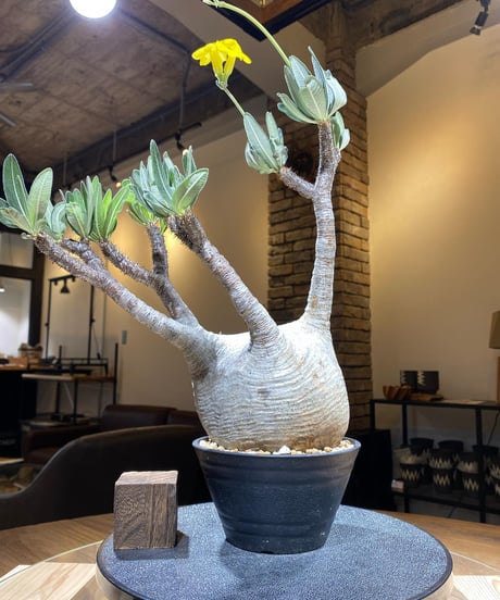 パキポディウム グラキリス　Pachypodium gracilius 　発根済　(商品番号gk-182)