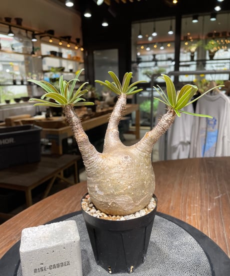 パキポディウム グラキリス　Pachypodium gracilius 　発根済　(gk-445）