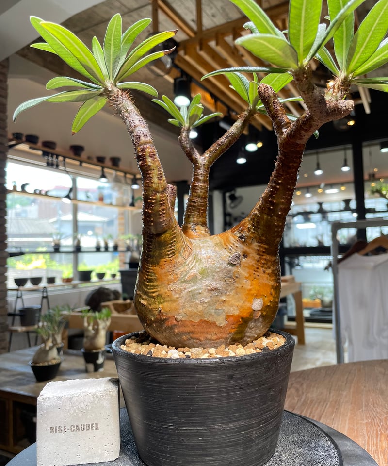 ザ*）様 パキポディウム グラキリス 発根済pachypodhium Graci ザ*）様 パキポディウム グラキリス 発根済pachypodhium Graci