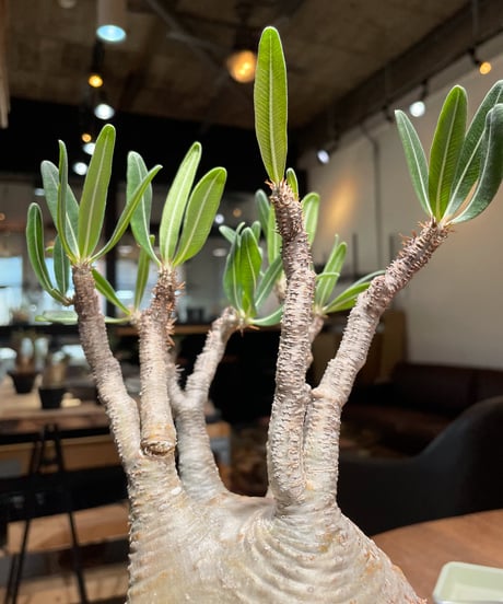 パキポディウム グラキリス　Pachypodium gracilius 　発根済　(gk-407)