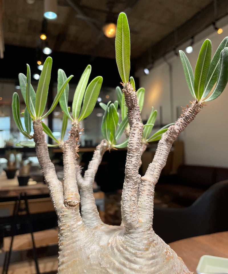 ザ*）様 パキポディウム グラキリス 発根済pachypodhium Graci パキポディウム グラキリス Pachypodium gracilius 発根済 (gk-48