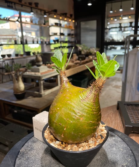 パキポディウム グラキリス　Pachypodium gracilius 　発根済　(gk-511）