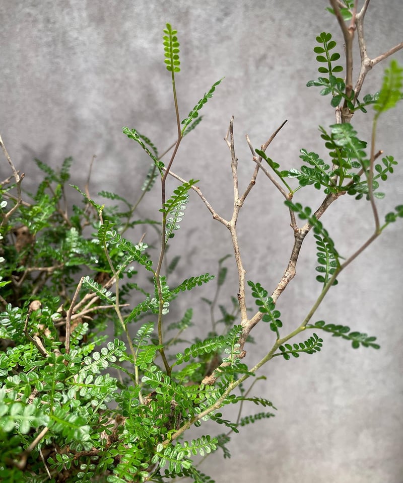 オペルクリカリア パキプス／Operculicarya pachypus 発根済