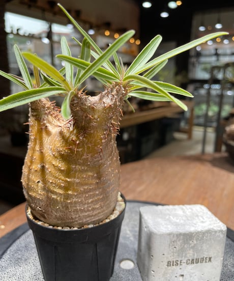 パキポディウム グラキリス　Pachypodium gracilius 　発根済　(gk-460)