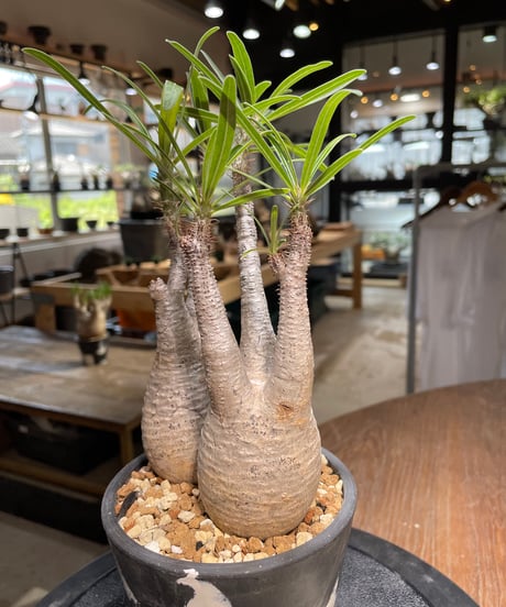 パキポディウム グラキリス　2頭　Pachypodium gracilius 　発根済　(gk-481)
