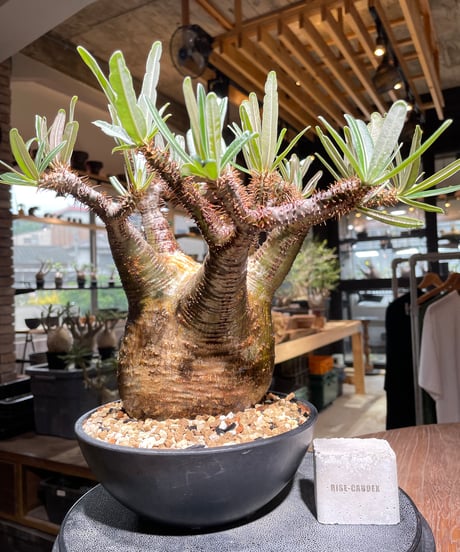 パキポディウム グラキリス　Pachypodium gracilius 　発根済　(gk-537)