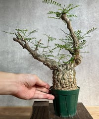 パキプス ベアルート sample画像 【注意事項】 | RISE-CAUDEX