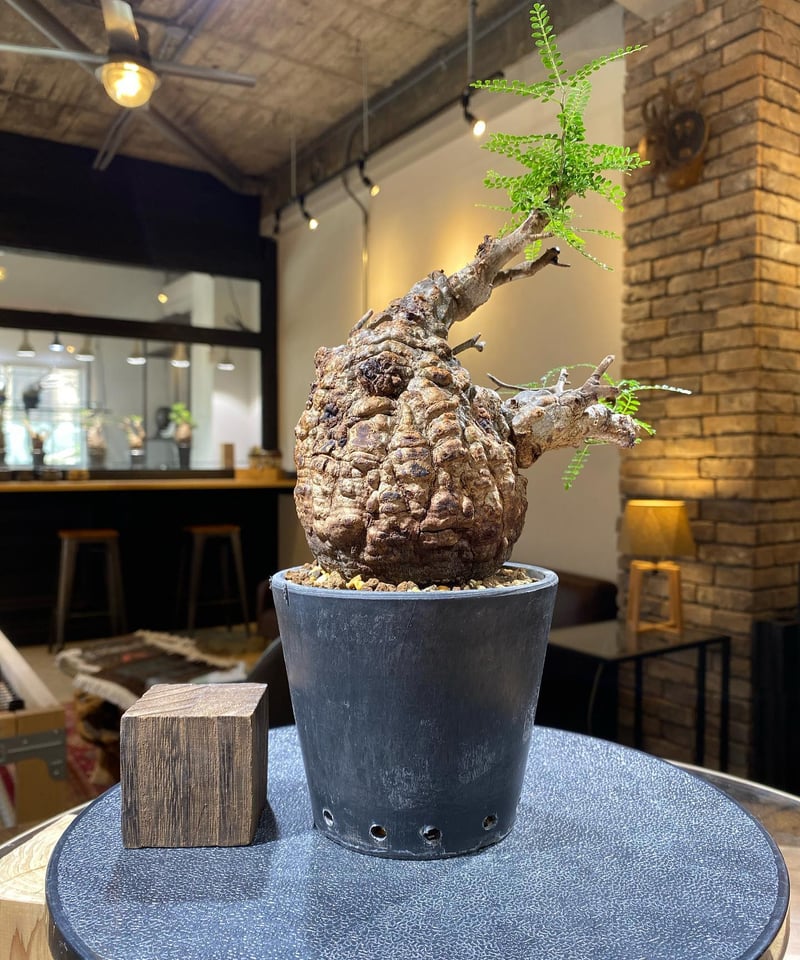 オペルクリカリア パキプス 発根済み ミニマム グラキリス アガベ 手