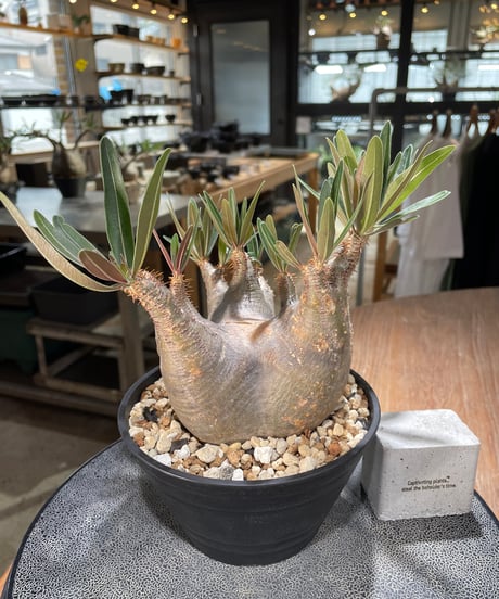 パキポディウム グラキリス　Pachypodium gracilius 　発根済　(gk-572)
