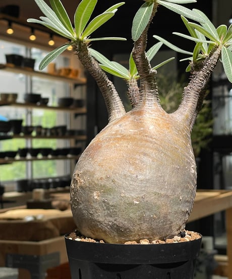 パキポディウム グラキリス　Pachypodium gracilius 　発根済　(gk-527)