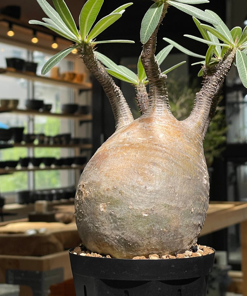 グラキリス　発根済 パキポディウム グラキリス Pachypodium gracilius 発根済 (gk-52