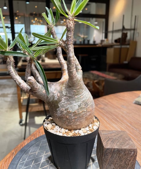 パキポディウム グラキリス　Pachypodium gracilius 　発根済　(gk-384)