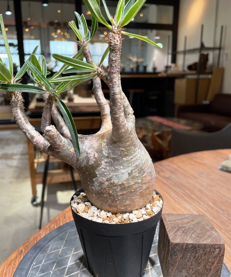 パキポディウム グラキリス Pachypodium gracilius 発根済 (gk-38