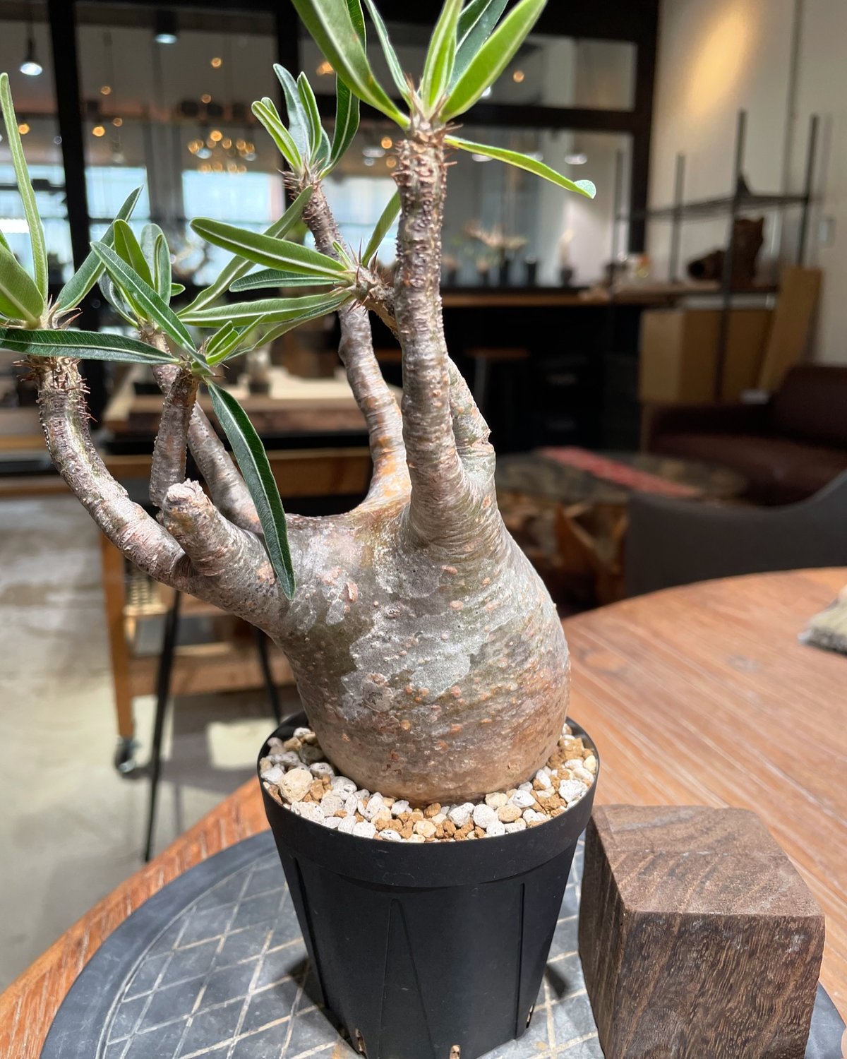 パキポディウム グラキリス Pachypodium gracilius 発根済 (gk-38
