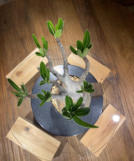 パキポディウム グラキリス　Pachypodium gracilius 　発根済　(商品番号gk-175)