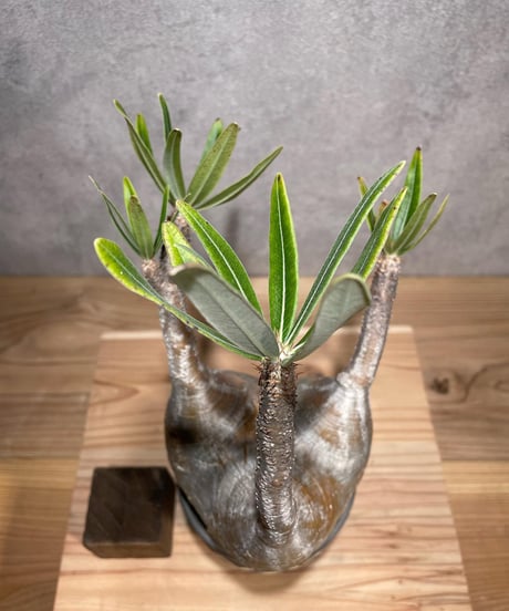 パキポディウム グラキリス　Pachypodium gracilius 　発根済　(商品番号gk-69valiem)  VALIEM 　(VALIEMタグ付き)