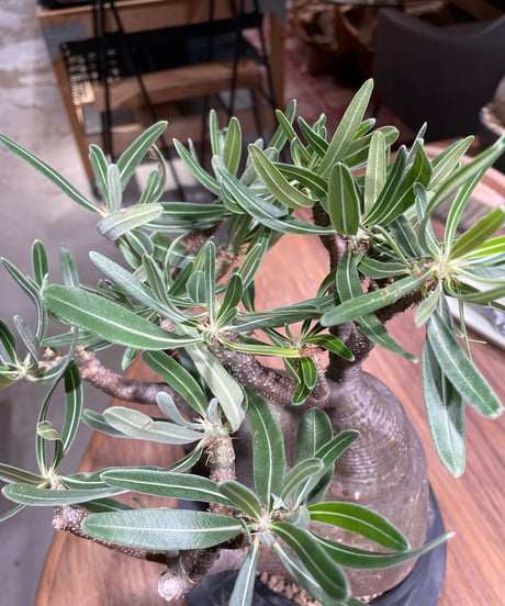 パキポディウム グラキリス　Pachypodium gracilius 　発根済　(gk-367)