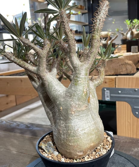 パキポディウム グラキリス　Pachypodium gracilius 　発根済　(gk-424）