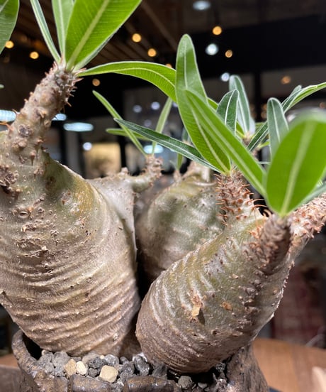 パキポディウム グラキリス　Pachypodium gracilius 　発根済　(gk-237) 鉢:姫野翔太