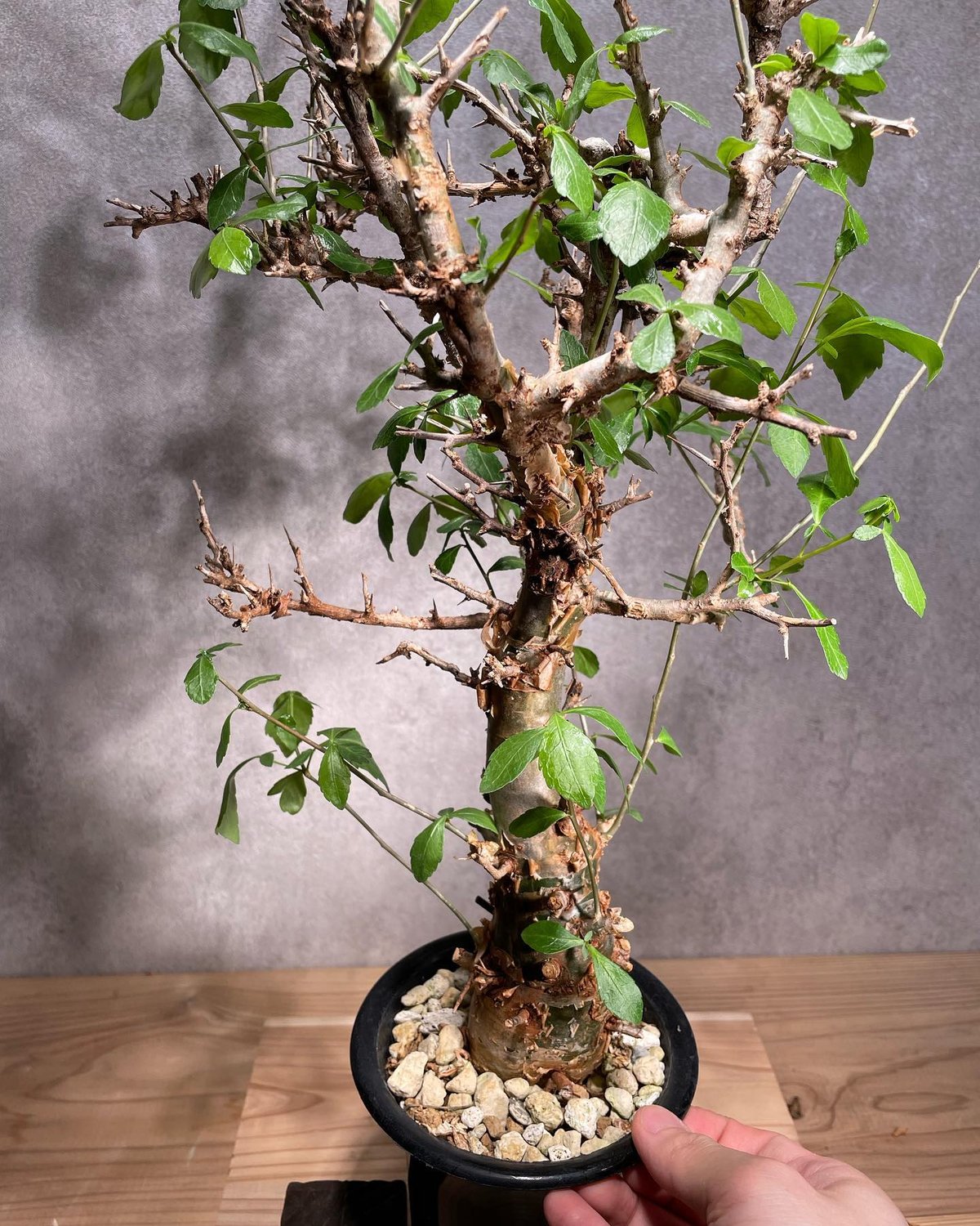 ◎超稀少灌木 Commiphora sp.PV2590 挿し木 発根済み EXOTICA 