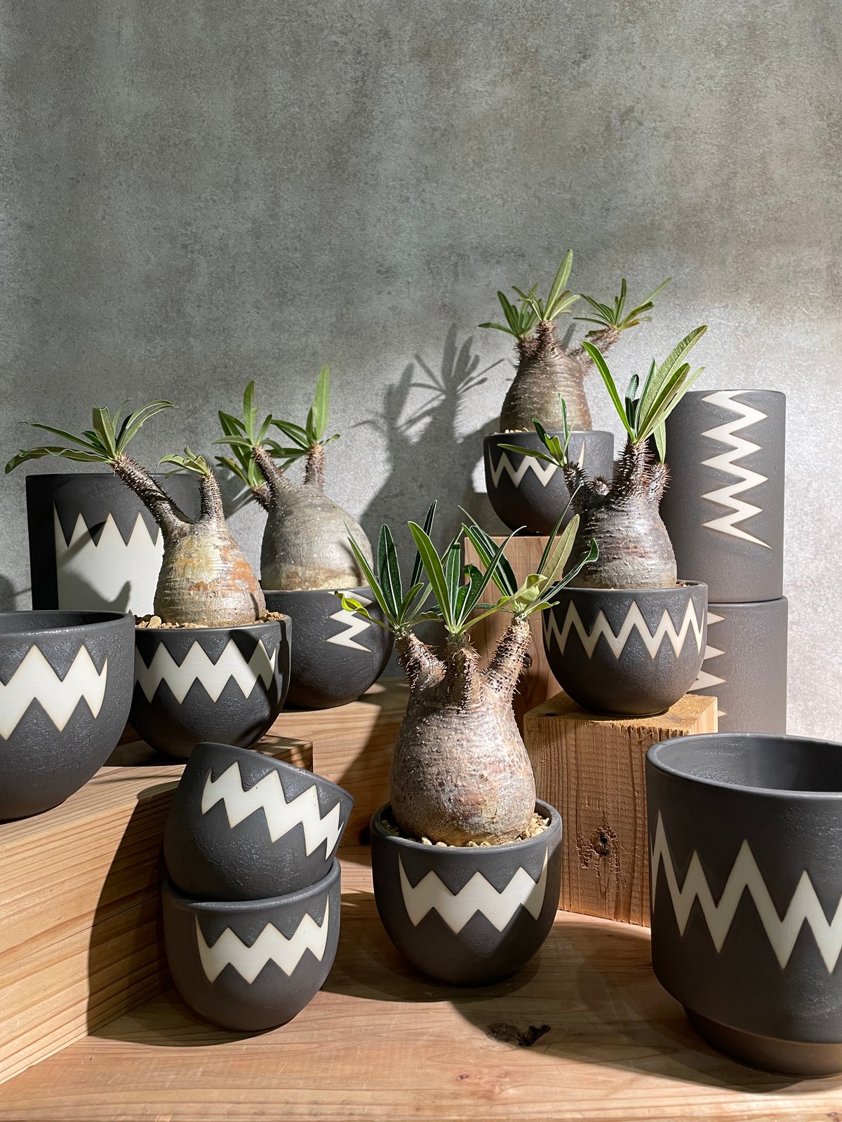 VALIEHM グレー陶器植木鉢 青坊主 楽天市場】陶器 植木鉢 青の通販