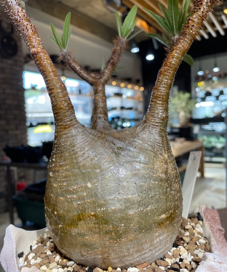 パキポディウム グラキリス　Pachypodium gracilius 　発根済　(gk-547)（鉢：RAVOR　M）