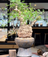 オペルクリカリア パキプス／Operculicarya pachypus　発根済　(商品番号PP-96)　鉢：姫野翔太(金彩 Kimera)（塊根幅約10cm）