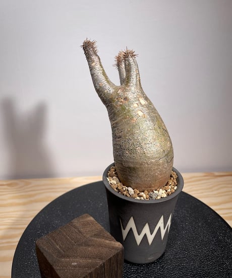 パキポディウム グラキリス　Pachypodium gracilius 　発根済　(商品番号gk-128valiem)VALIEM  (VALIEMタグ付き)