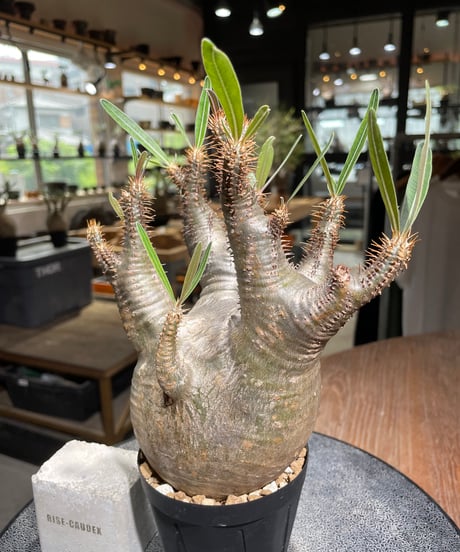 パキポディウム グラキリス　Pachypodium gracilius 　発根済　(gk-529)