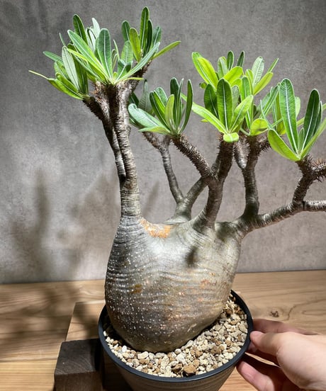 パキポディウム グラキリス　Pachypodium gracilius 　発根済　(商品番号gk-75)