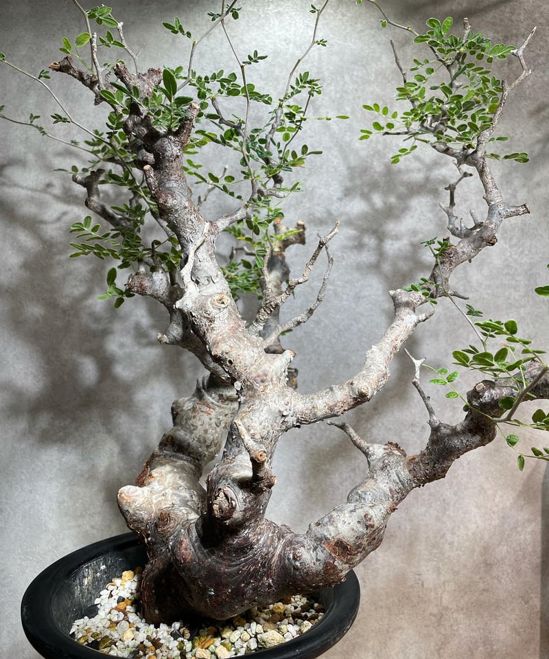 コミフォラ モンストローサ /Commiphora monstrosa 発根済 (幹幅約6.