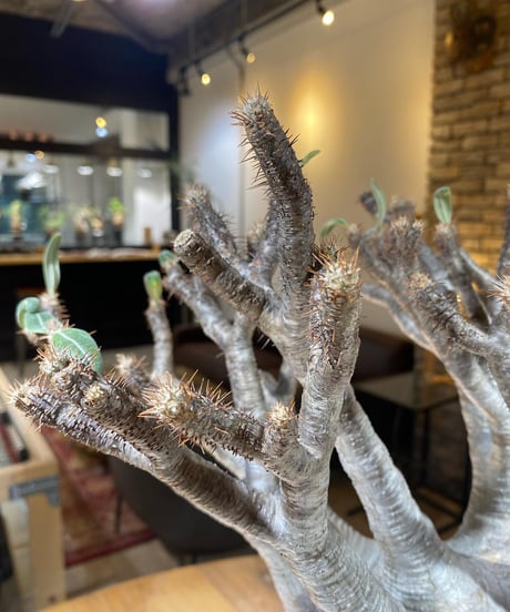 パキポディウム グラキリス　Pachypodium gracilius 　発根済　(商品番号gk-162）姫野翔太
