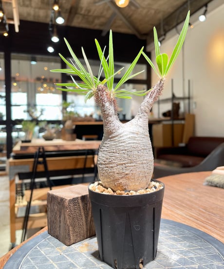 パキポディウム グラキリス　Pachypodium gracilius 　発根済　(gk-376)