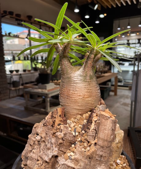 パキポディウム グラキリス　Pachypodium gracilius 　発根済　(gk-499）