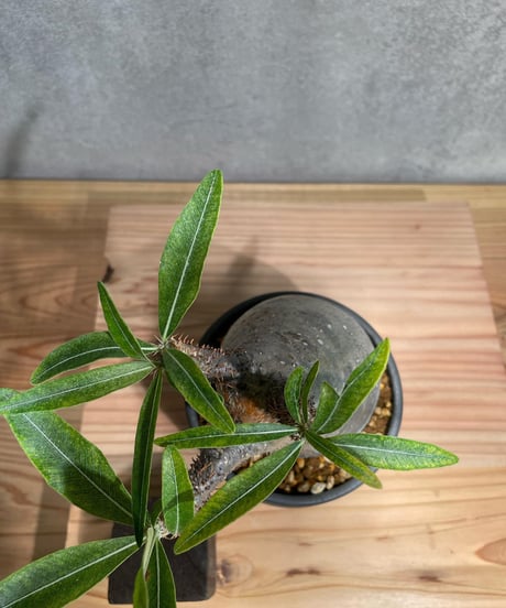 パキポディウム グラキリス　Pachypodium gracilius 　発根済　(商品番号gk-27valiem)  VALIEM 　BOWL　sizeM　(VALIEM巾着、タグ付き)